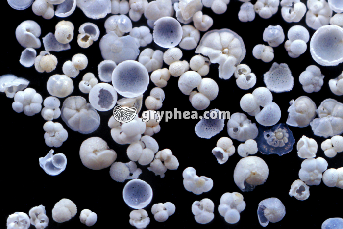 Globigérines x6 - gryphea.com